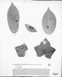 Phyllosticta destructiva image